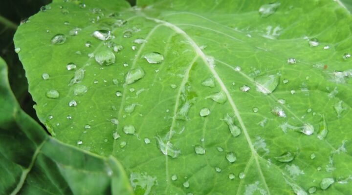 Os Benefícios do Suco de Couve para a Saúde: Descubra Como Esse Alimento Pode Transformar Seu Bem-Estar