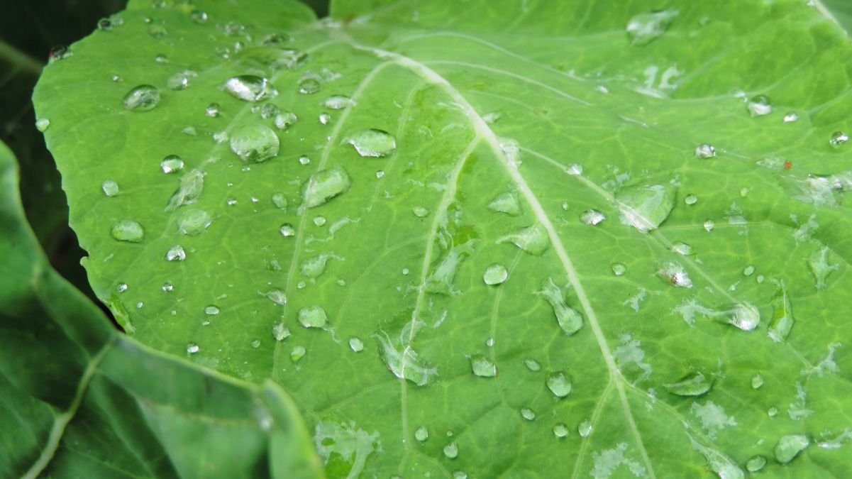 Os Benefícios do Suco de Couve para a Saúde: